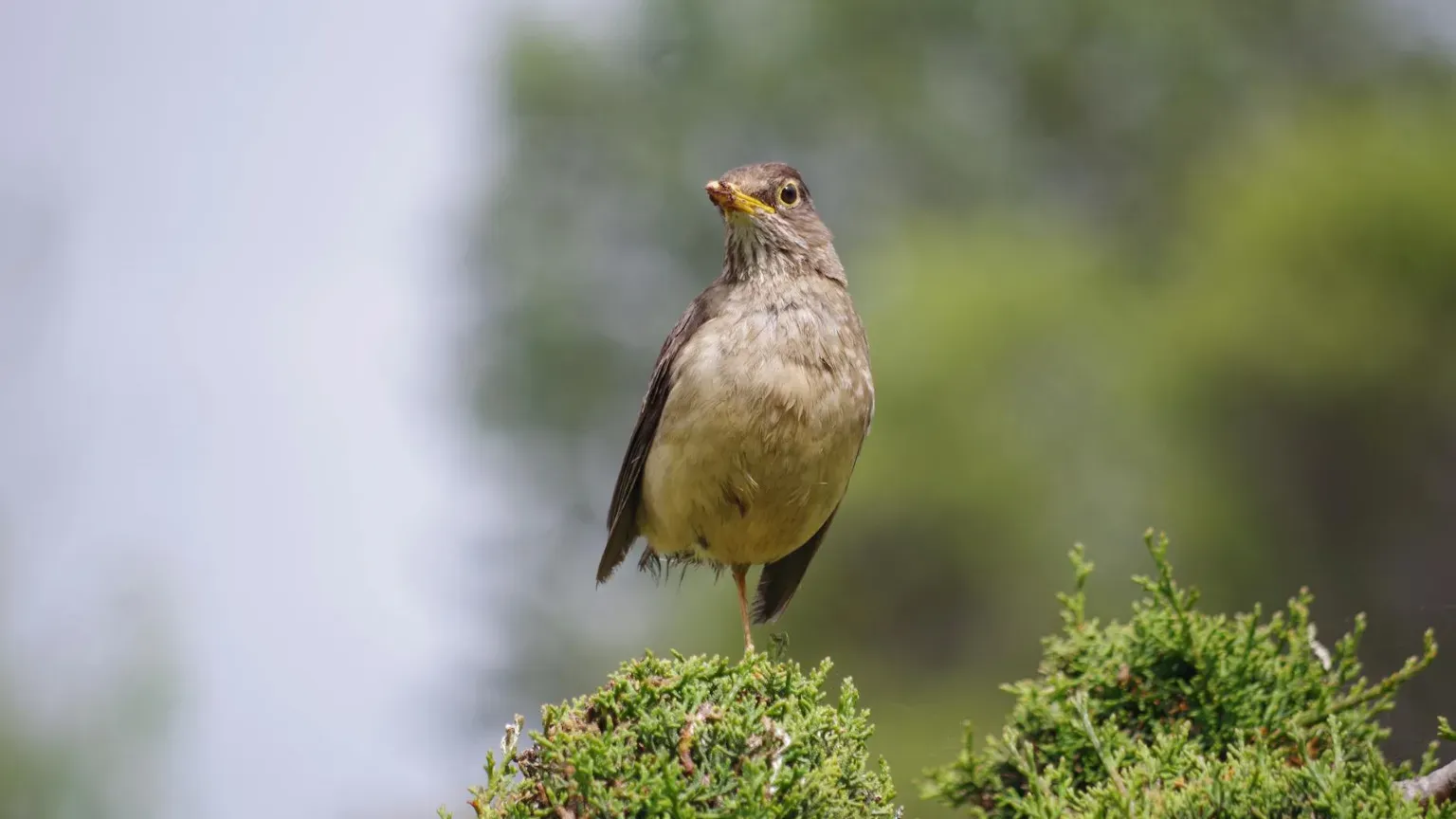 Immagine gratuita di appassionati di fauna selvatica, avvicinamento, becco